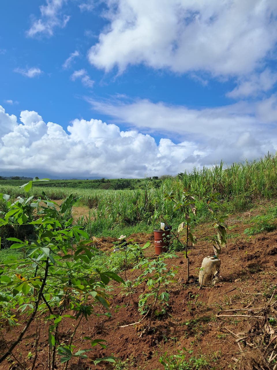 Jardin Solidaire - Plantation